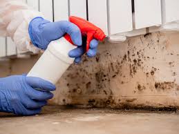 Best Black Mold Removal in Ridley Rk, PA